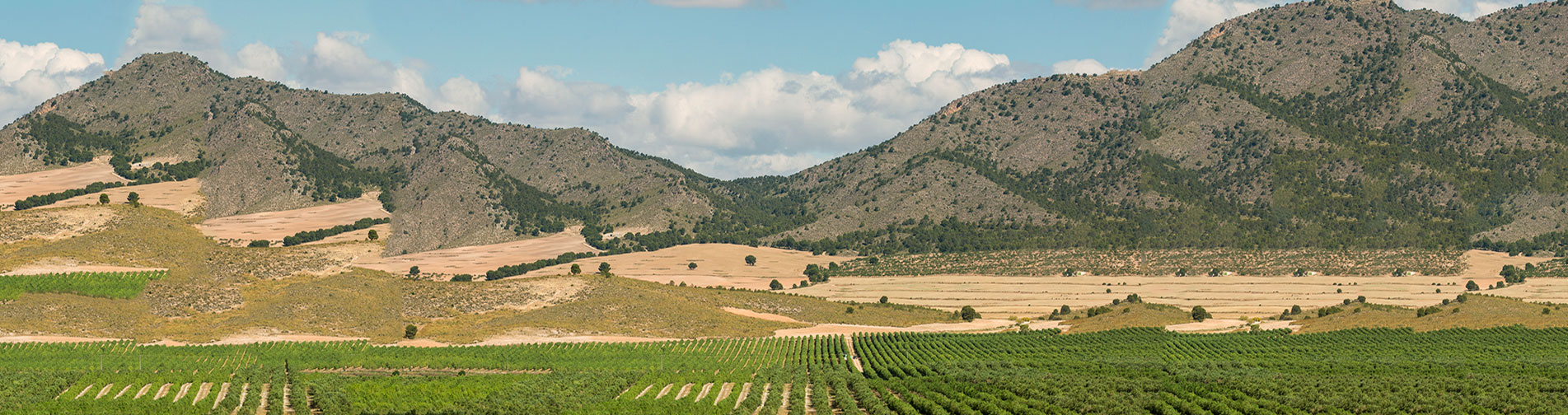 Campo aceites Olimpo Albacete